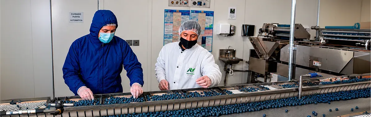 Productora mostrando racimo de uvas verdes
